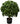 Shrubs, Bushes and Topiary