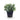 Jade Bush In Pot