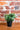 Boxwood Berry Bush In Pot