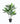 Megan Dracaena 100cm