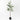 Olive Tree W/O Fruit