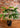 Chloe Rhapis Indoor Palm