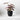 Begonia