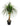 Charlie Ponytail Palm 120cm