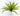 Fish-Bone Fern