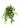 Saxifragia Bush