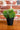 Senecio Succulent In Pot