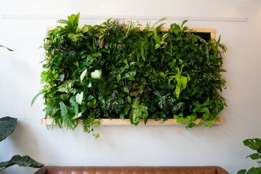 Hanging, Trailing and Garden Walls
