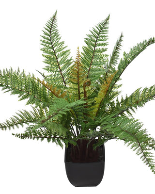 Ferns