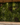 Green Walls