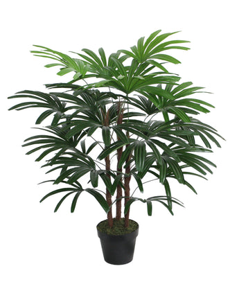 Myer Rhapis Indoor Palm