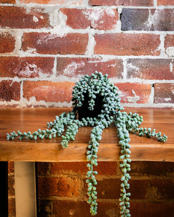 String Of Pearls In Pot