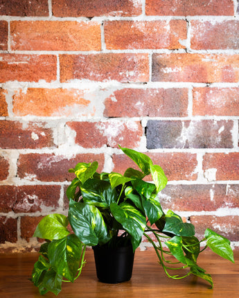 Pothos Hanging Bush In Pot