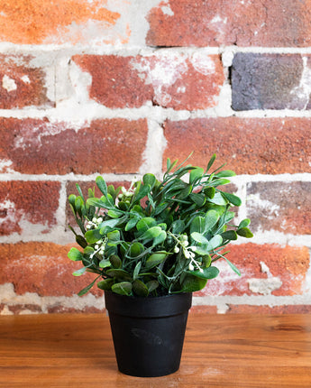 Boxwood Berry Bush In Pot