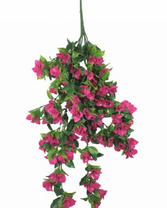 Bougainvillea hanging vine