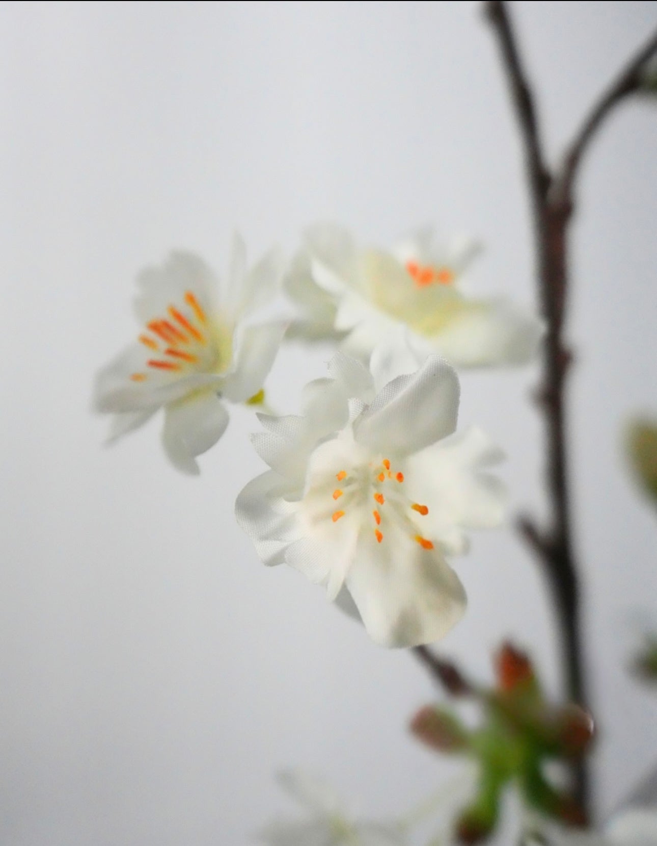 Cherry Blossom Branch - White