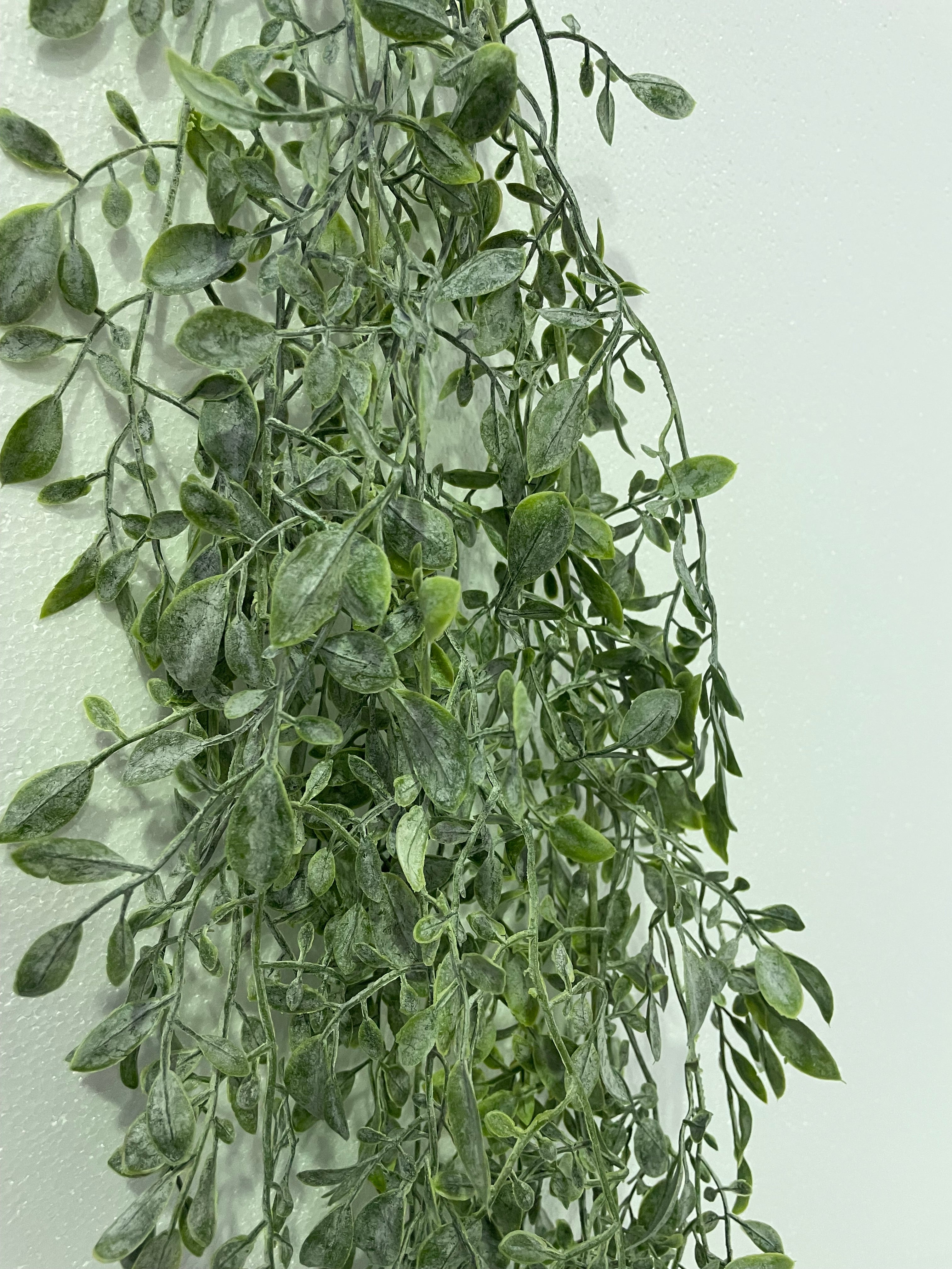 Lemon beauty vine