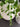 Artificial Pothos Hanging 3D 100cm