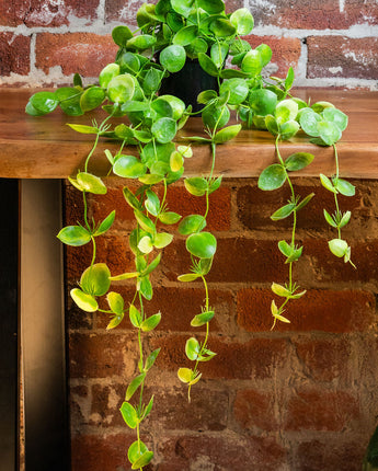 Coin Leaf In Pot