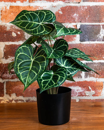 Anthurium Plant Potted