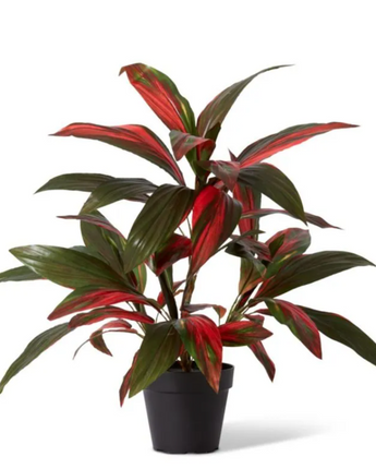 Cordyline Plant