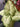 Artificial Taro Plant