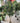 Olive tree 183cm