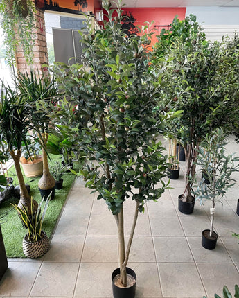 Olive tree 183cm