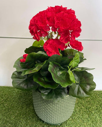 Geranium set in green planter w/stones