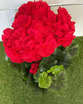 Geranium set in green planter w/stones