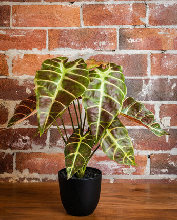 Alocasia Plant