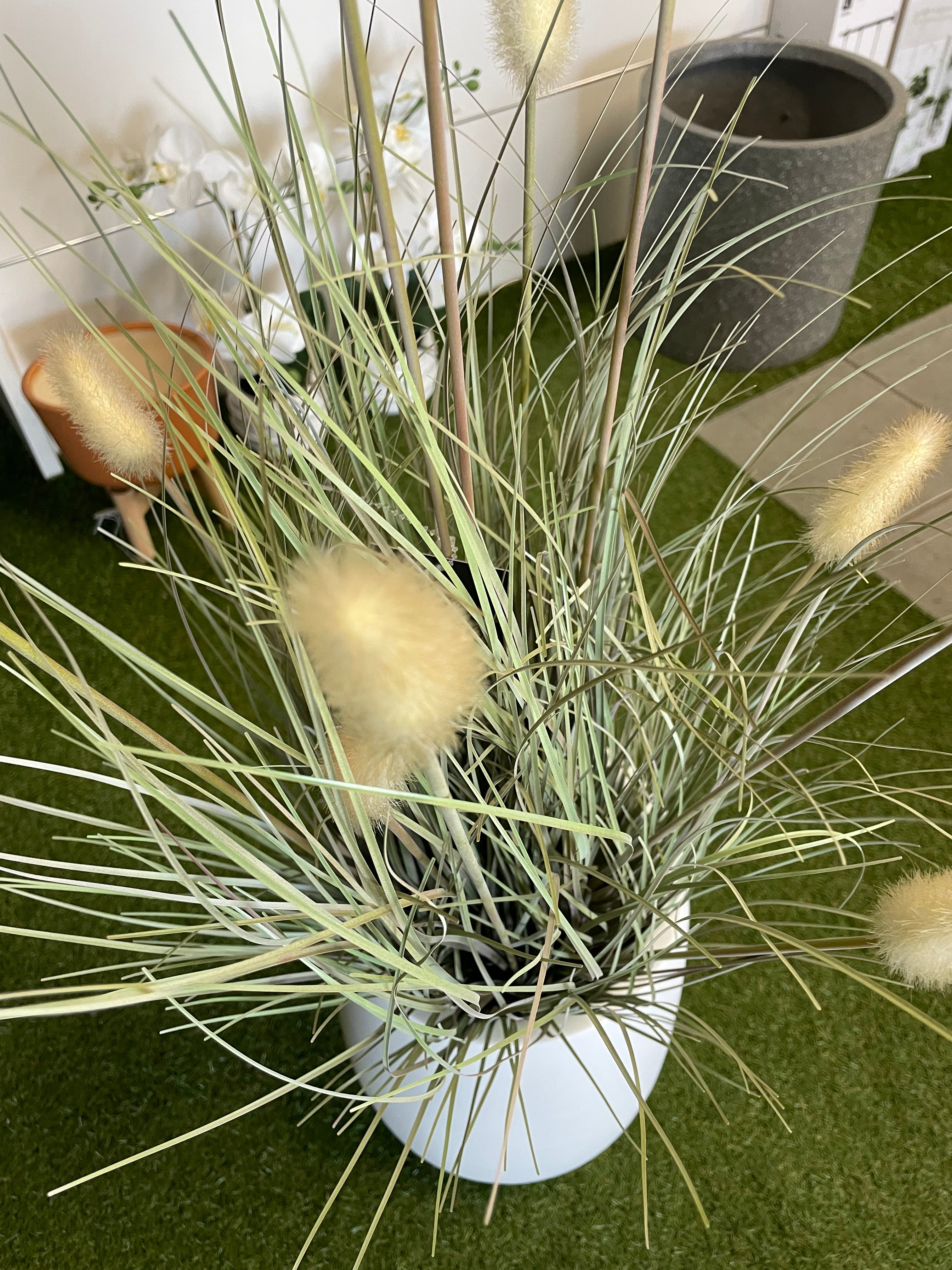 Bunny Tail Grass Plant 80cm