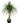 Charlie Ponytail Palm 120cm