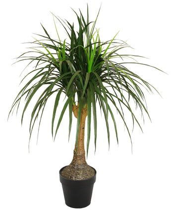 Charlie Ponytail Palm 120cm