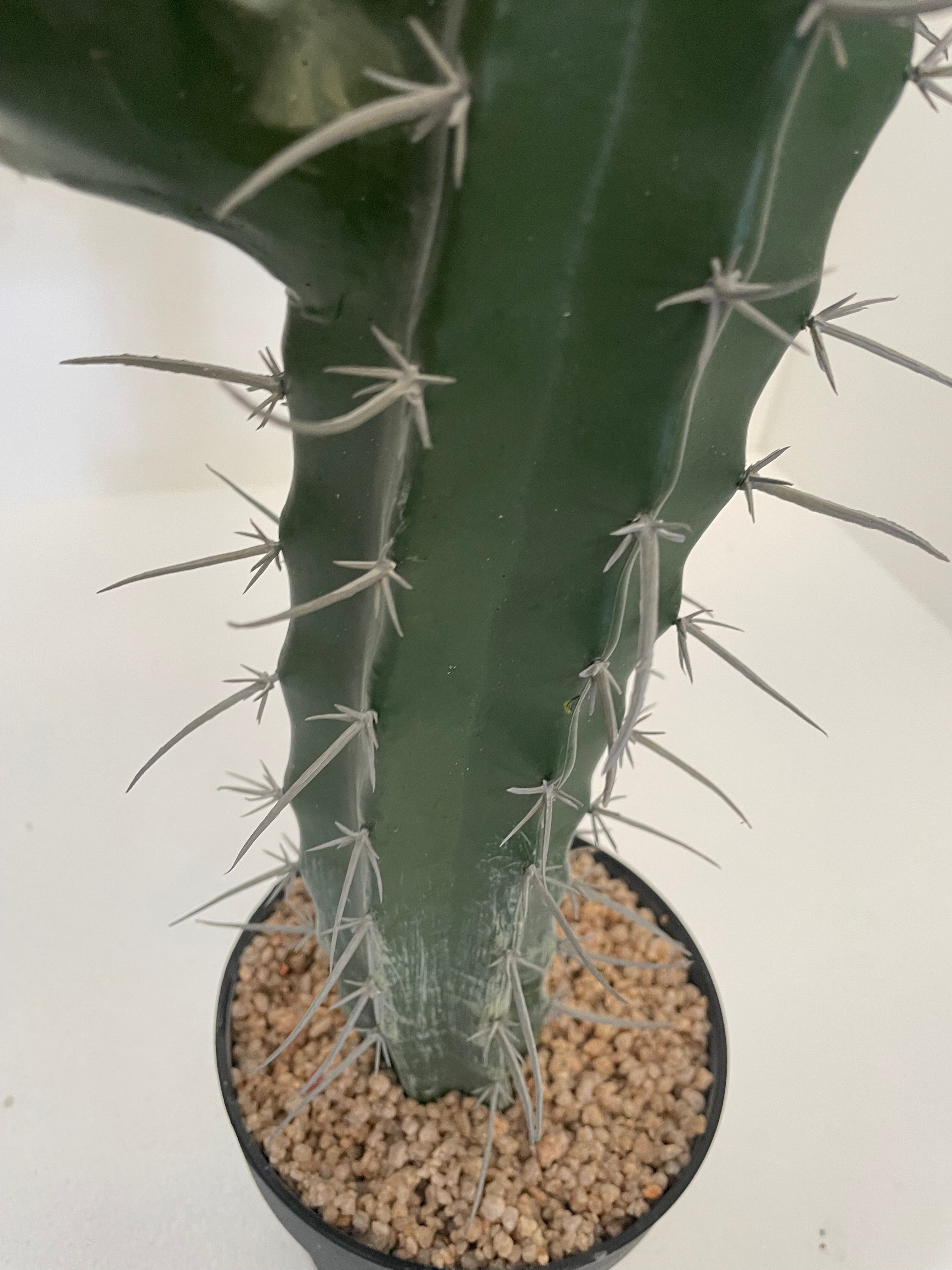 Cactus - Stetsonia 101cm