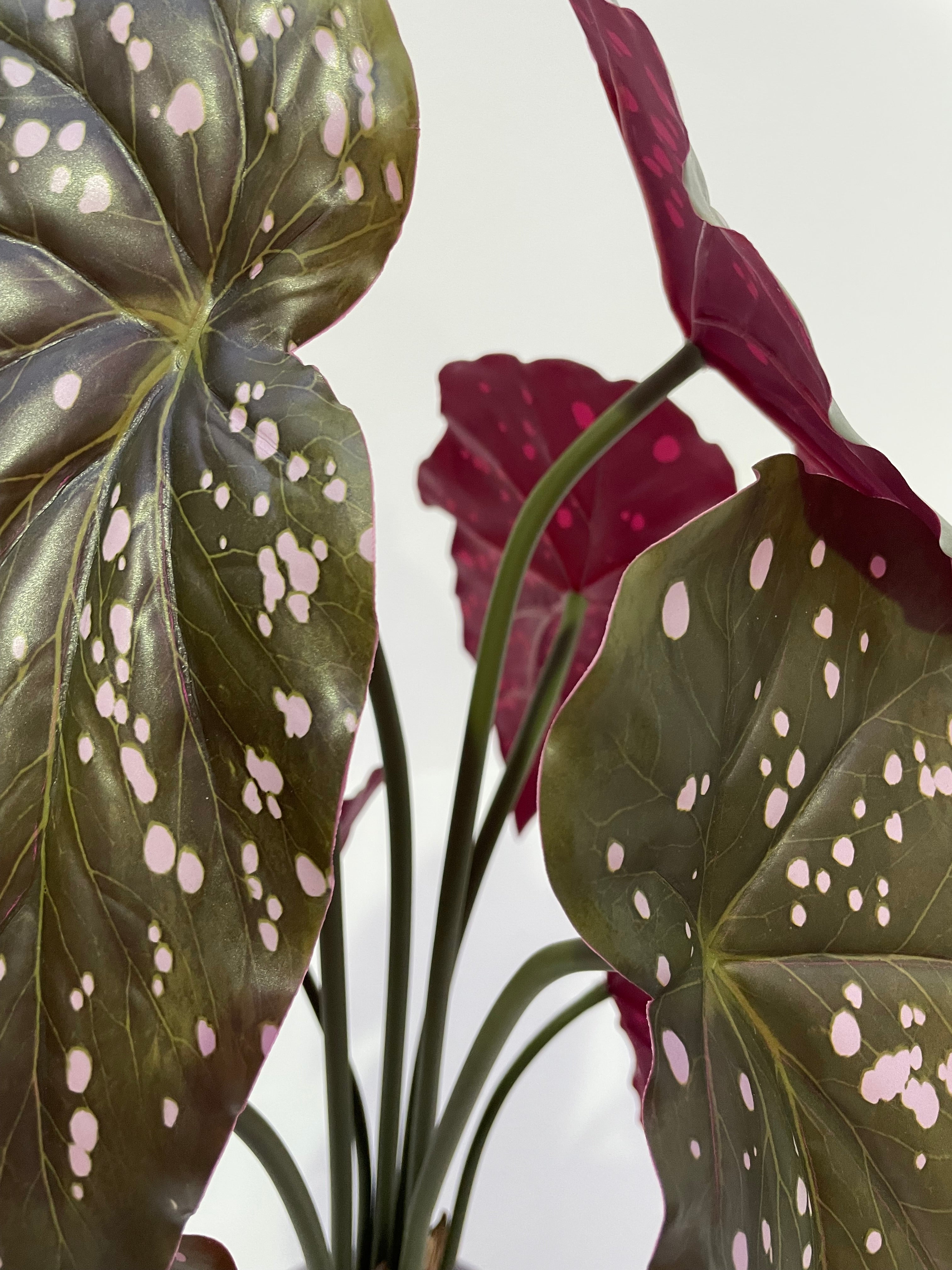 Begonia Maculata bush in planter