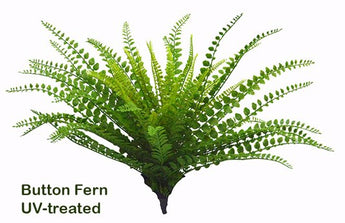 Uv Treated Button Fern