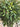 Artificial Rosemary Plant Uv treated