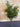 Artificial Murraya Bush (small) Uv Treated