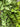 Artificial Honey Locust Hanging Bush
