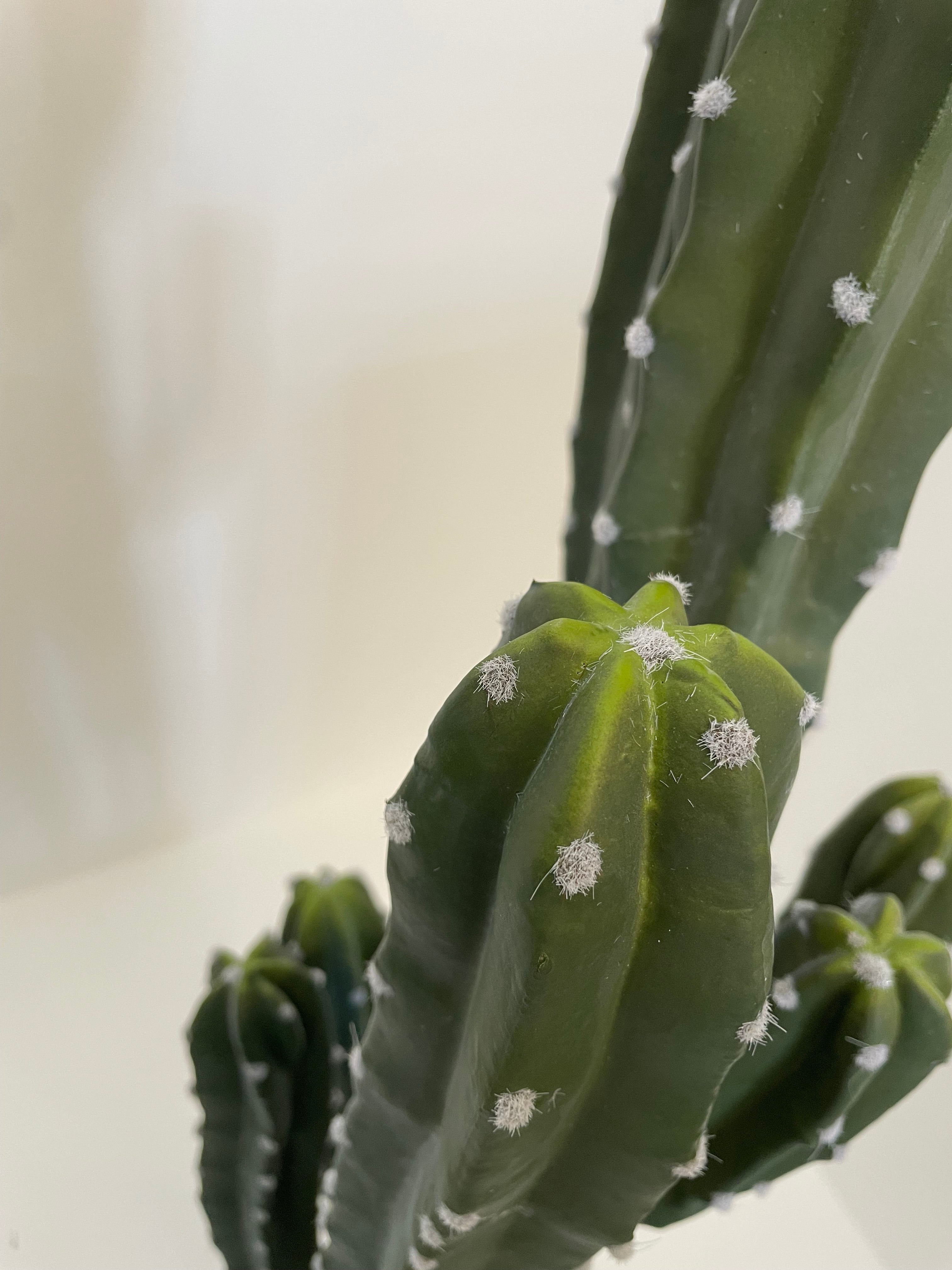 Cactus - Cereus Jamakaru 143cm