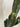Cactus - Cereus Jamakaru 143cm