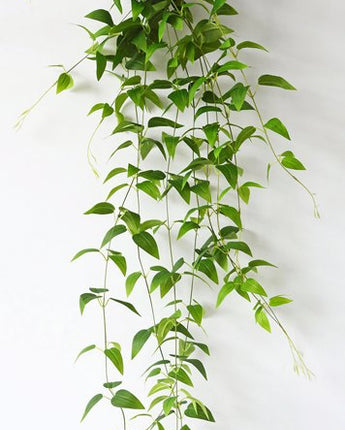 Wired Trailing Plant