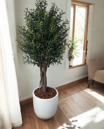 Deluxe Olive tree 183cm tall