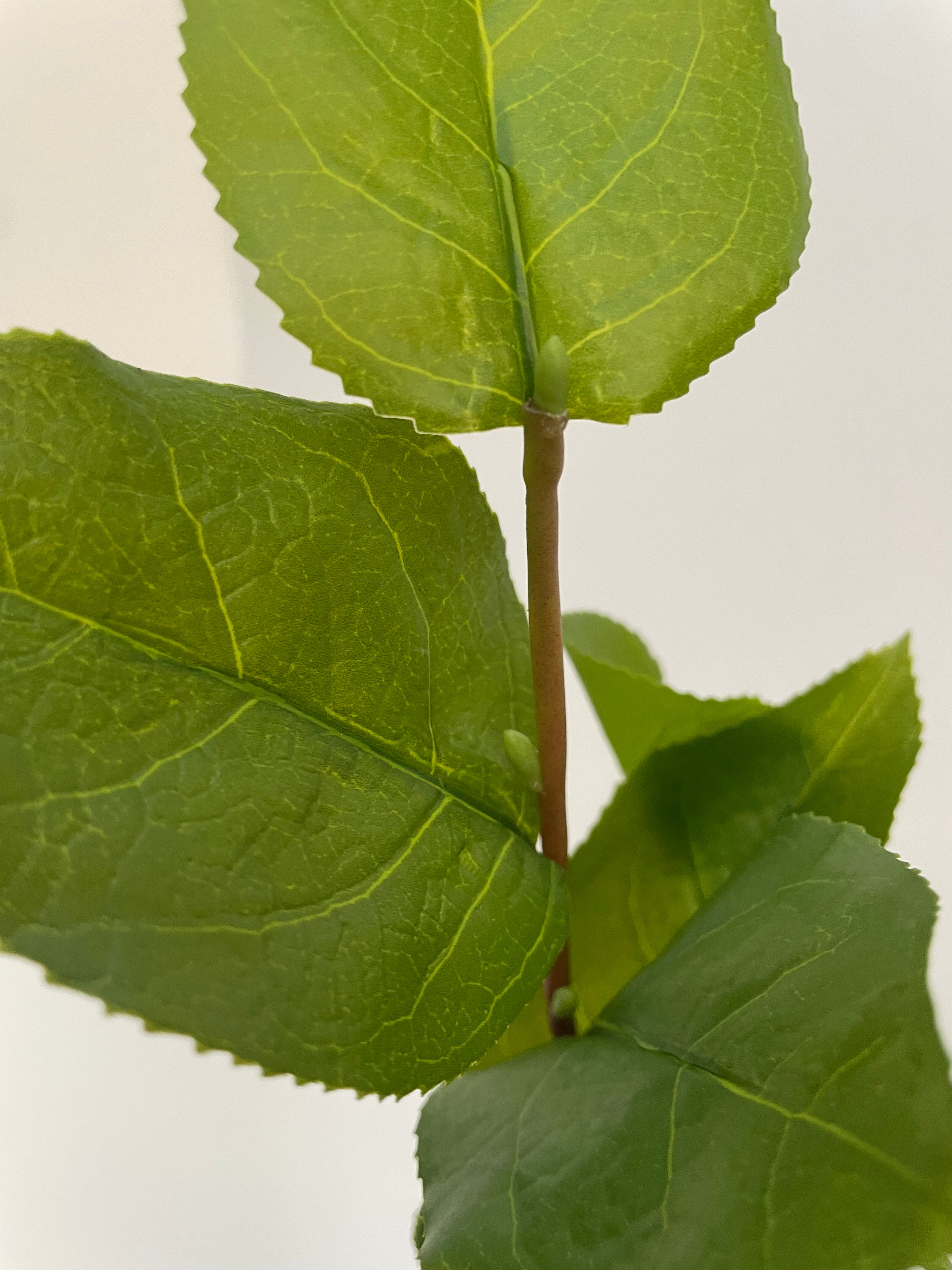Salal Branch -83cm