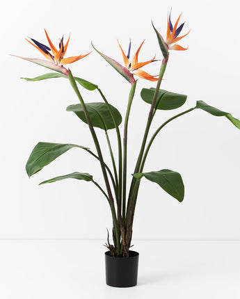 Bird of Paradise Plant