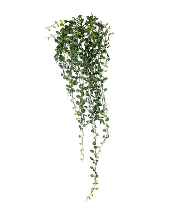 Button Fern Hanging Bush - Dark Green