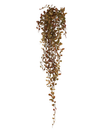 Button Fern Hanging Bush - Rust