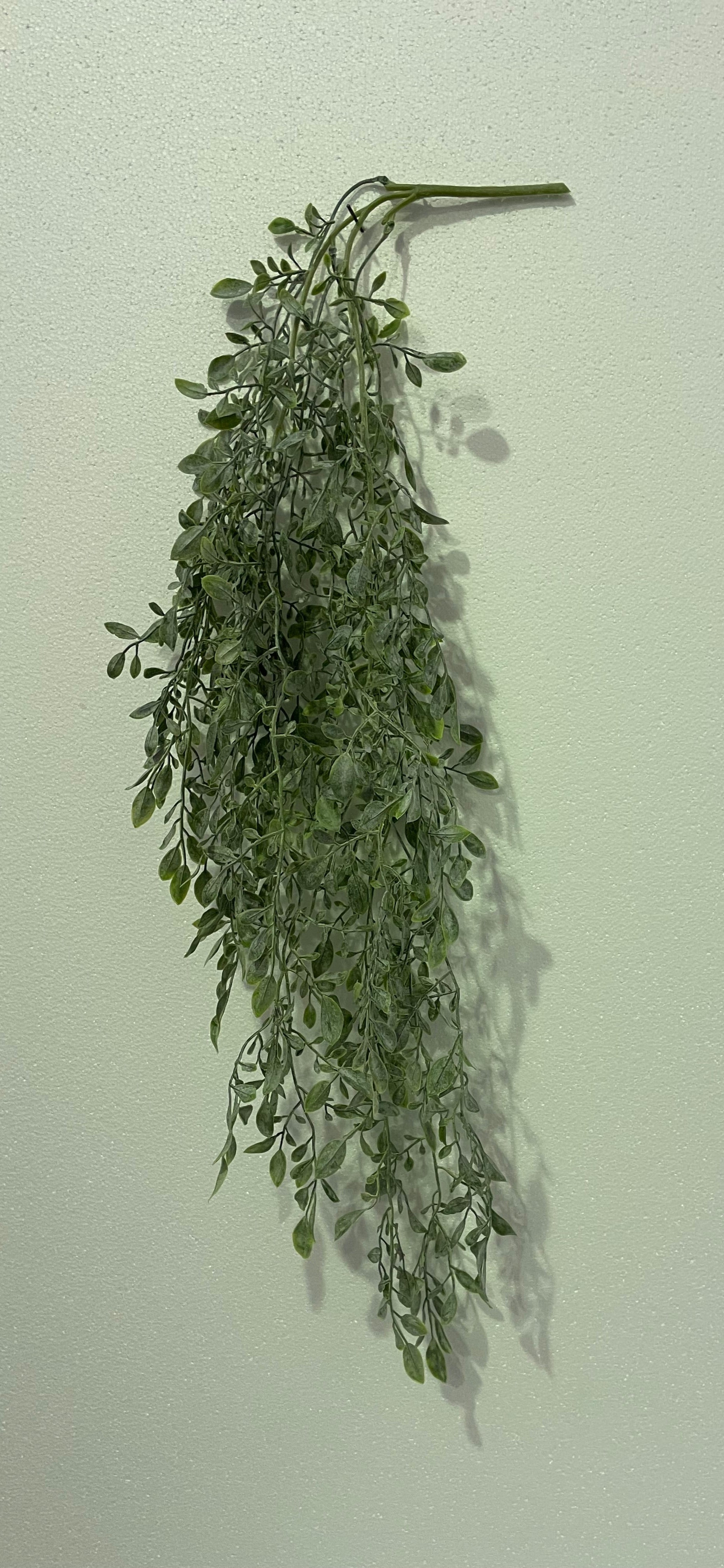 Lemon beauty vine
