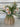 Cosmos Bush